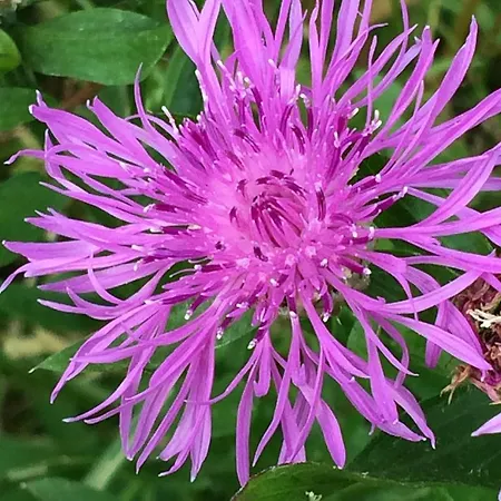 Bed&brood Comon Daire *