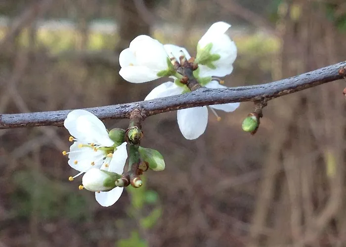 可蒙住宿加早餐旅馆 *
